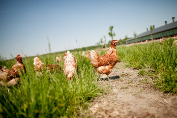 chicken on traditional free range poultry