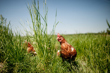 Fototapeta premium chicken on traditional free range poultry