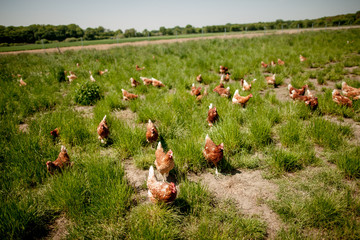 chicken on traditional free range poultry