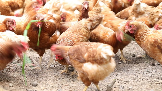 Happy hens eating grass in cage free farming