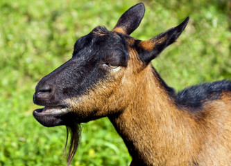 Naklejka na ściany i meble The brown goat on the pasture