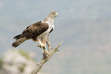 Bonelli's Eagle (Aquila fasciata) perched on a branch.
