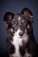 Border Collie Mischling im Studio