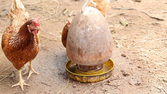 Happy hens eating grass in cage free farming