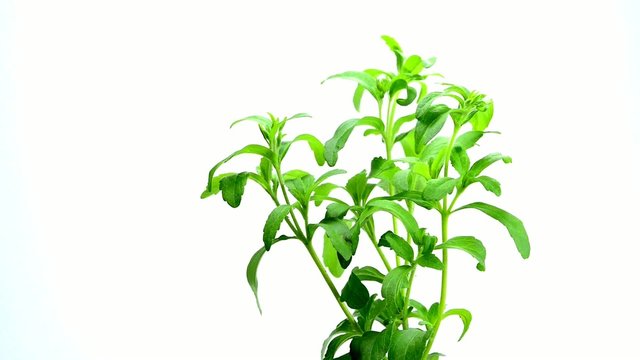 Stevia, Ersatz f&uuml;r Zucker, Pflanze und S&uuml;&szlig;stoffpillen