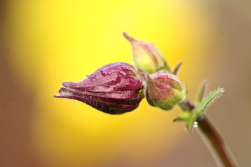 Close up of flowers