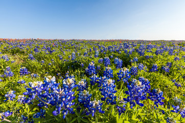 Texas wildflower -  bluebonnet and indian paintbrush in spring