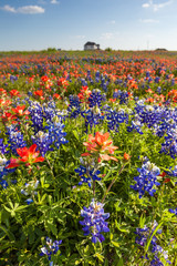 Texas wildflower -  bluebonnet and indian paintbrush in spring