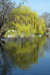 Fototapeta na wymiar Frühling im Park