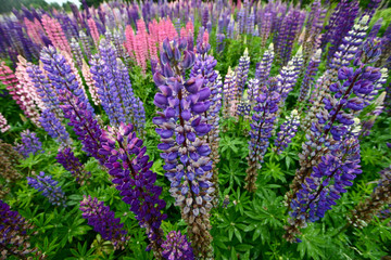 Obraz premium Lupinus, commonly known as lupin or lupine