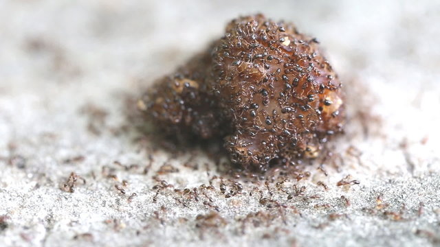 Close up of red imported fire ants eating meat