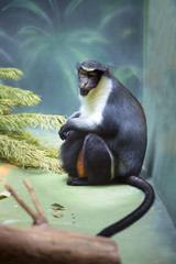 Мартышка диана