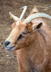 Goat walking on the small farm.