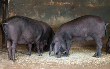 Portrait of few pigs on the farm.