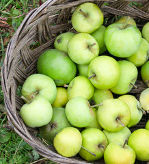 green apples