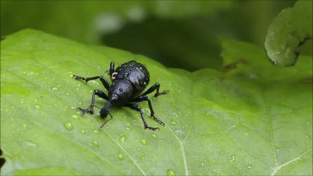 Beetle on leaf with dew