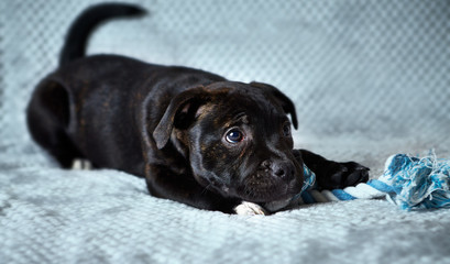 A Staffordshire Bull Terrier Puppy