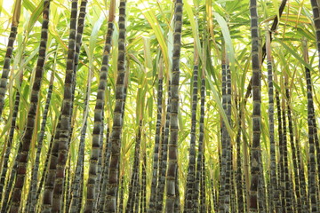 sugarcane