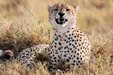 Cheetah