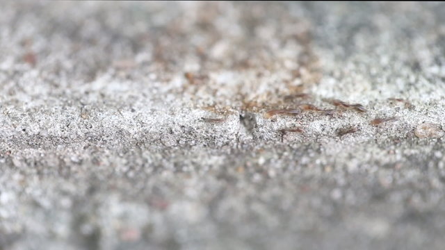 Close up of red imported fire ants running on concrete wall
