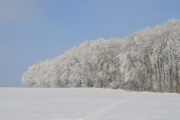 Wald im Schnee und Eis