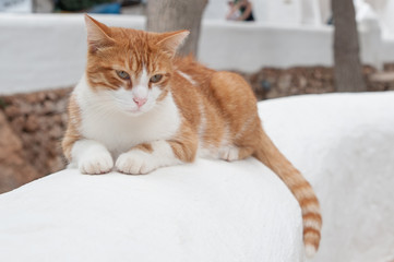 el gato