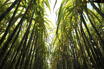 Obraz na płótnie Canvas sugarcane