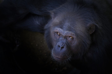 Chimpanzee Portrait