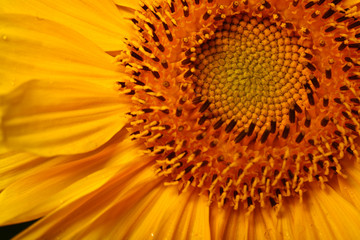 Sunflower close up