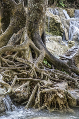 plants in Laos