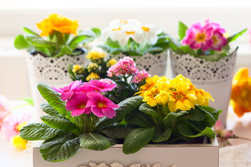 primula flowers in pots