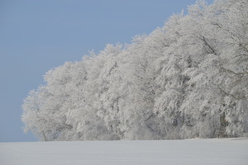 Schnee und Wald, vereister Wald
