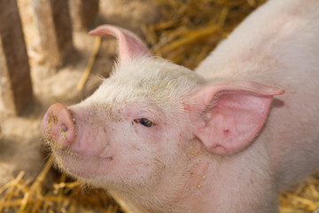 small pig in farm