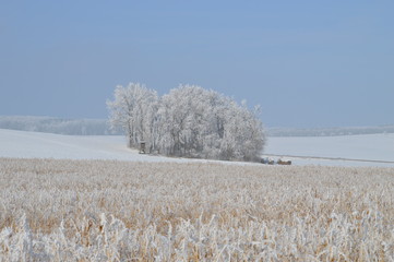 Getreide, vereist, Eis, Insel, wandern