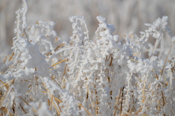 vereiste Getreide, Winter, Eis, wandern