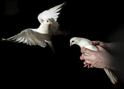 hands holding a white pigeon