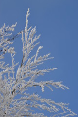 vereiste Äste im Winter