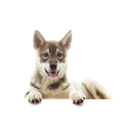 Siberian husky puppy lying on a white background isolated