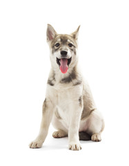 Siberian Husky puppy on a white background