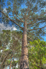 Fototapeta premium pine tree under a blue sky in Mugoni pinewood