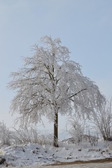 vereister Baum, Winter, Schnee