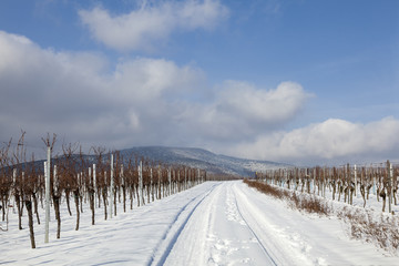 Winter in der Südpfalz