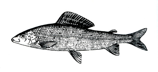 Grayling (Thymallus thymallus)