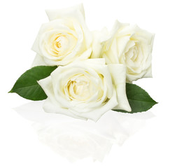 white roses isolated on the white background