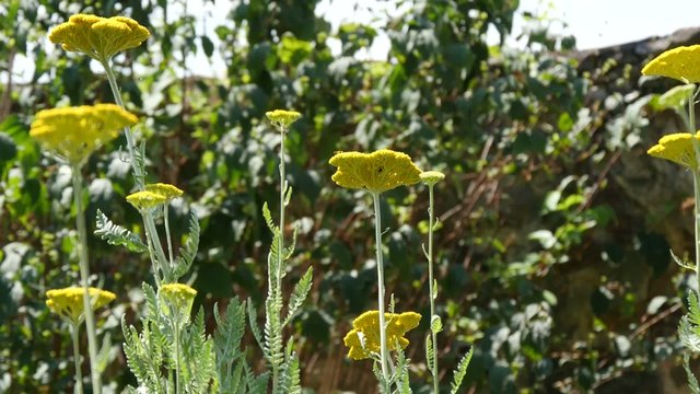 Fleurs dans le vent