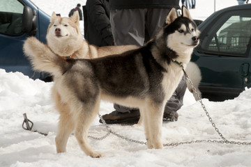 Two sled dogs waiting for the race