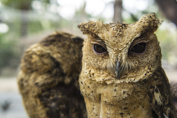 owl little small staring concept