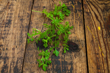leaves of a garden cress