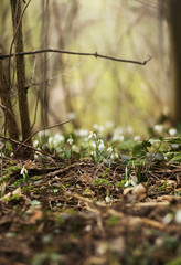 Snowdrops in a forest