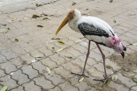 bird big food hungry alone walking